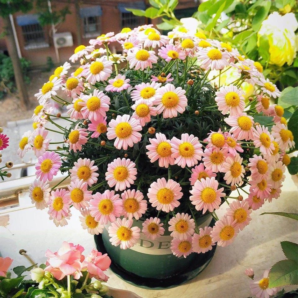 小耳朵园艺 玛格丽特穴盘苗 60个品种阳台庭院花卉多年生宿根草花