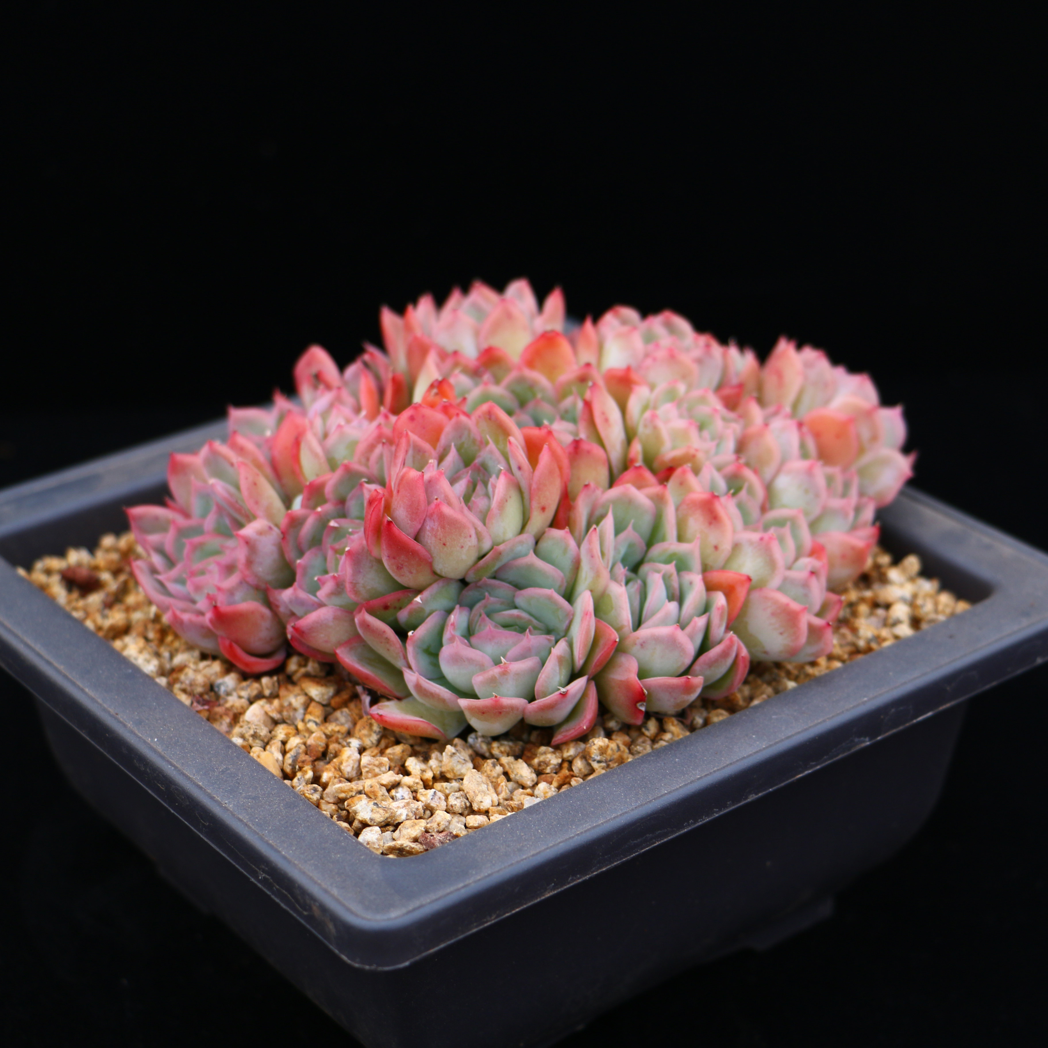 女王芭比韩货精品新品杂交多肉植物多肉植物