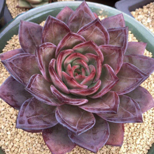 【香奈儿】多肉植物组合盆栽瘤香槟杂群生老桩精品新品杂交韩货美