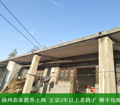 正宗散养柴鸽新鲜乳鸽土老现杀鸽肉