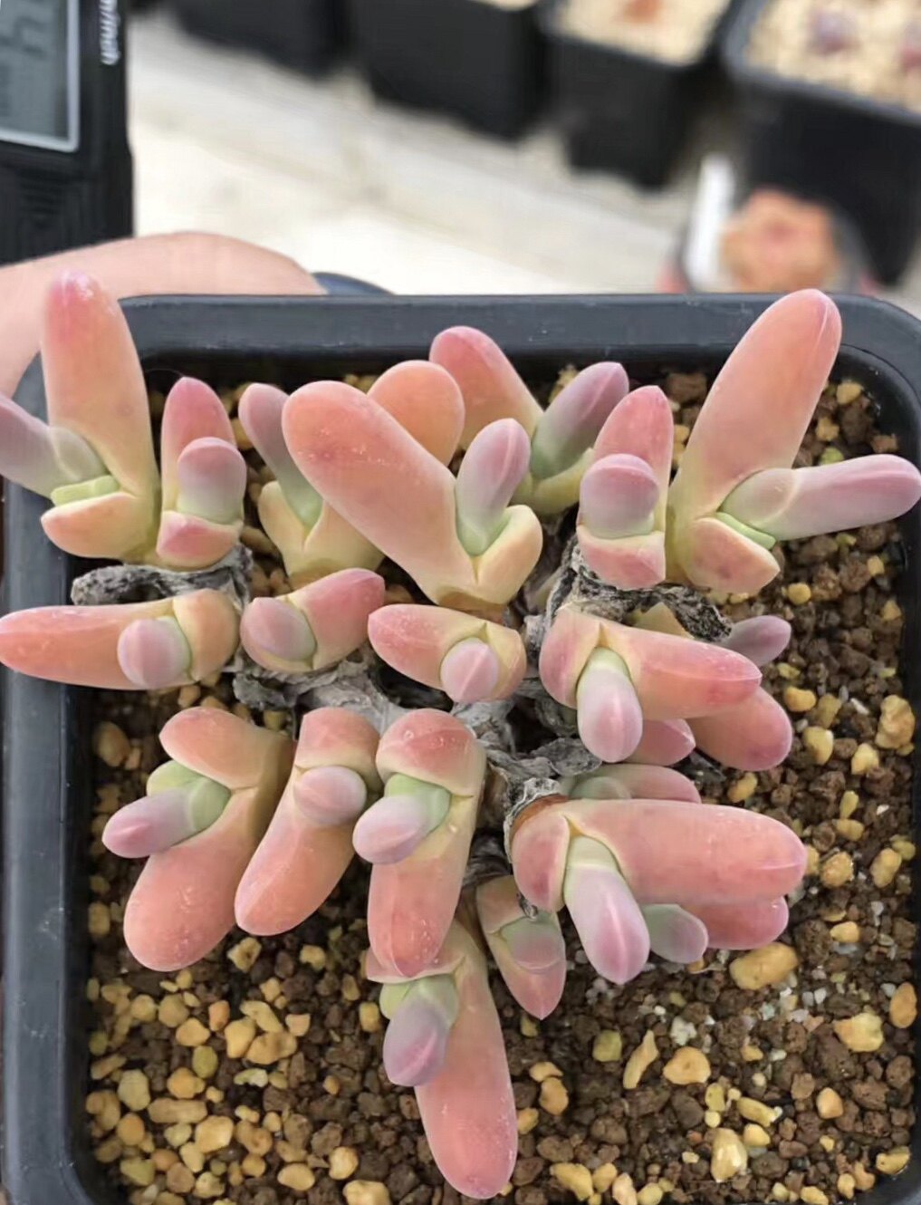 多肉植物 长吻鲨 鲨鱼 小型鲨鱼 稀有番杏 趣味好玩品种