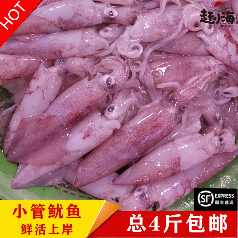 赶小海现捕现捞海捕小鱿鱼仔鲜活水产品野生小管枪乌贼柔鱼4斤装