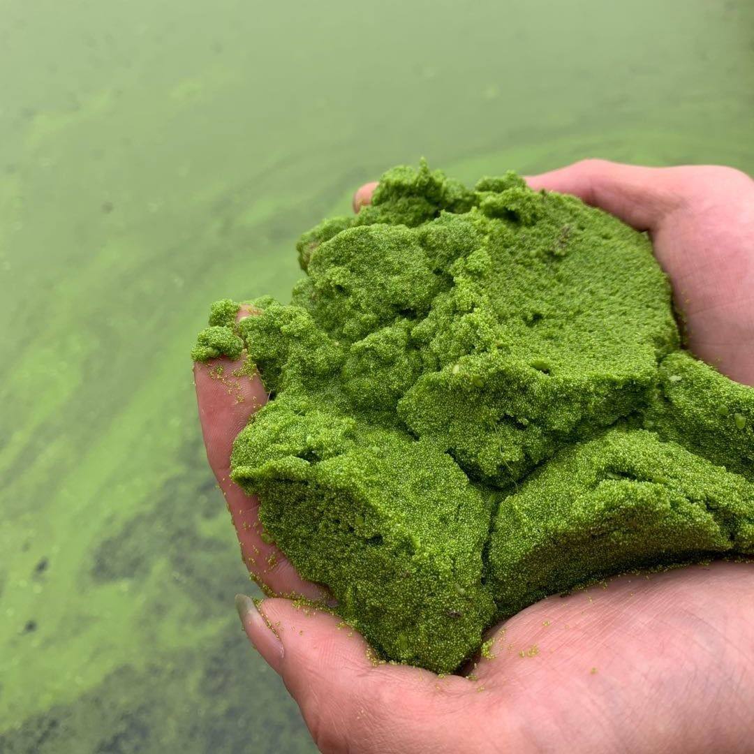 观赏鱼粮鱼饲料虾蟹水产培高蛋白绿色植物天然芜萍微苹无根萍卵萍
