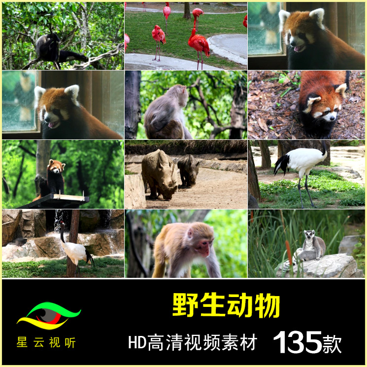 野生动物老虎猴子狮子大象小熊猫 高清视频素材