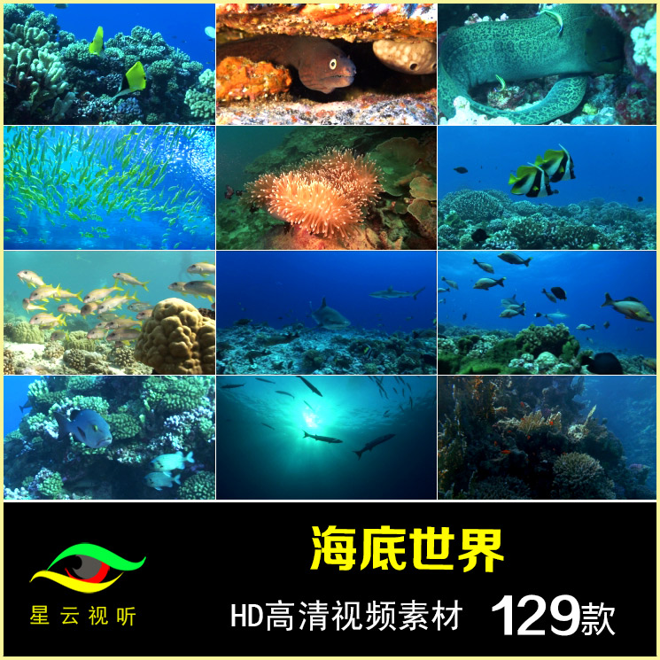 海底世界 海洋鱼类 海龟 鱼群 珊瑚 色彩斑斓的生物 高清视频素材