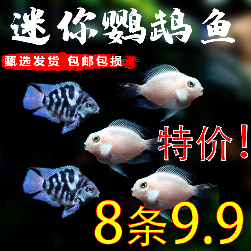 迷你鹦鹉鱼活体鱼小型淡水热带观赏鱼苗三湖慈鲷宝蓝白金繁殖种鱼