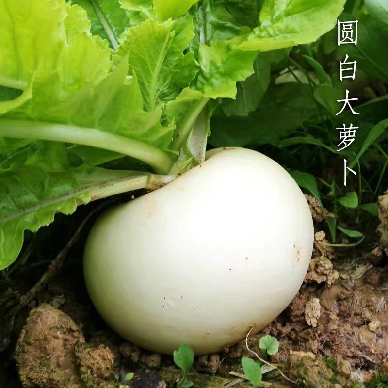 圆白萝卜种子春不老罗卜种籽冰糖糖晶白皮水果籽种秋季四季蔬菜孑