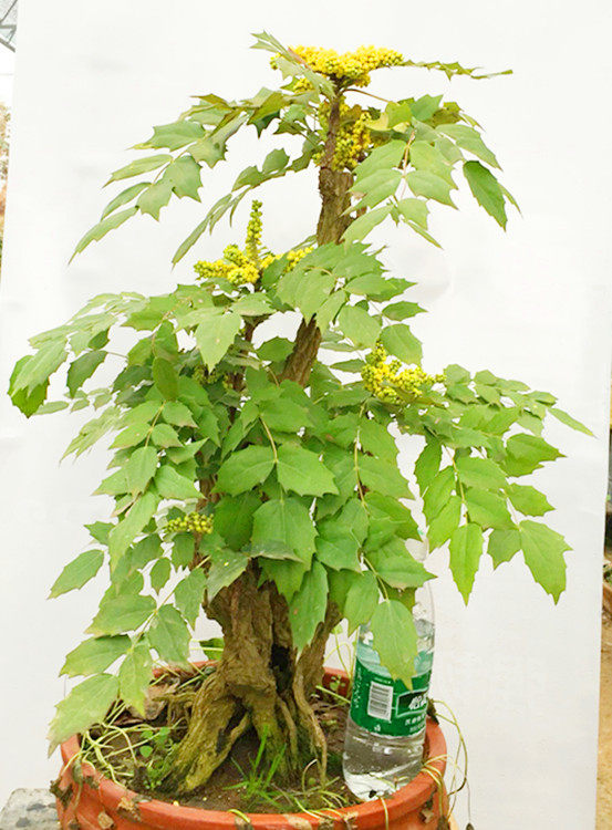 十大功劳盆景实拍造型耐寒好养叶观花观花绿植