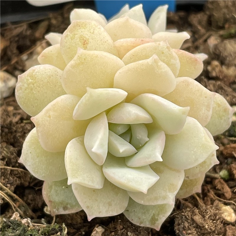 植物冰钻多肉一物一拍杂交新品糖心暗纹系可多肉植物