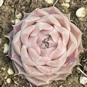 海神 多肉植物 一物一拍 海琳娜杂交 长睫毛冰边3c220满58元发货