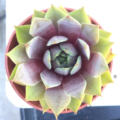 红勋花 长生草 多肉植物 江浙沪皖满28包邮 桌面盆栽花卉绿植