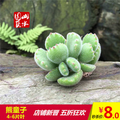 山水园艺 多肉植物 熊童子绿 景天科 银波锦属Cotyledon 6-8片叶