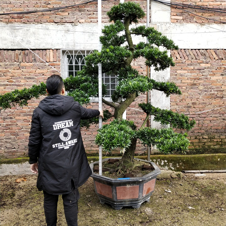 大型罗汉松园艺盆景树桩盆栽植物四季常青绿植庭院台湾金钻迎客松