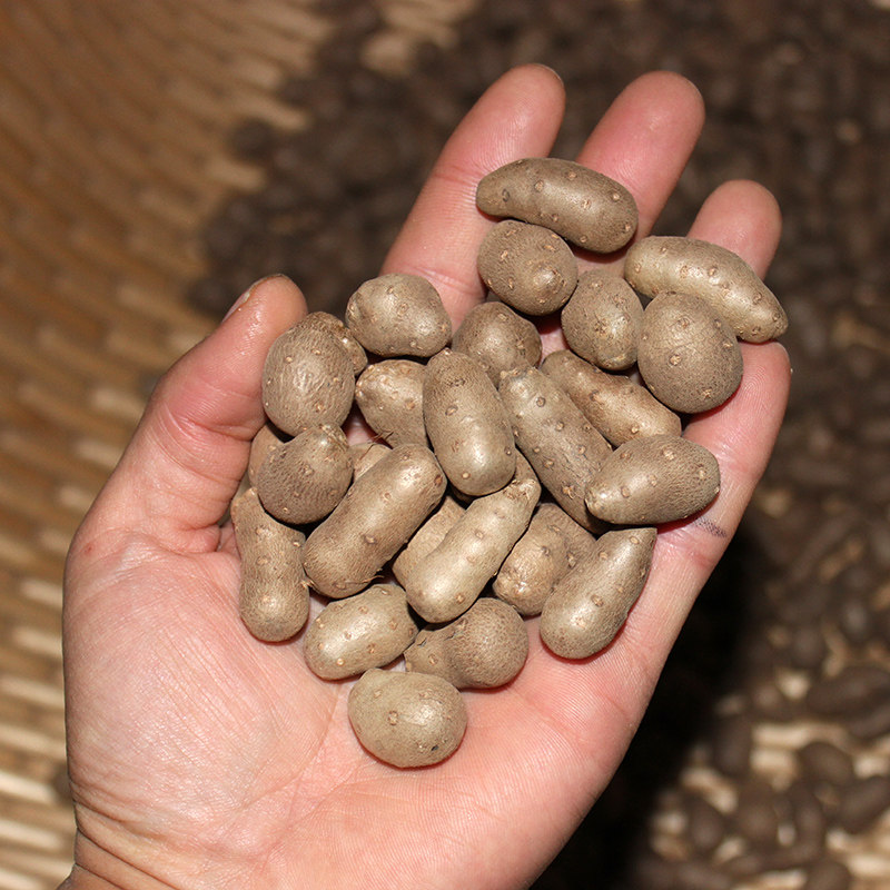 新鲜铁棍山药5斤果子山药蛋大号特大号糖葫芦零食新鲜山药