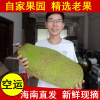 【四季果鲜】海南三亚新鲜木菠萝 菠萝蜜 马来西亚6号 整个卖包邮 【四季果鲜】海南三亚新鲜木菠萝 菠萝蜜 马来西亚6号 整个卖包邮