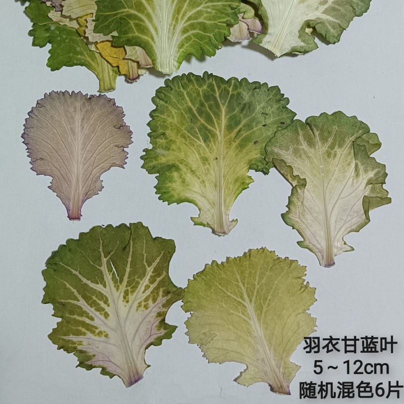 周周压花押花 羽衣甘蓝叶子 干花叶子植物标本材料