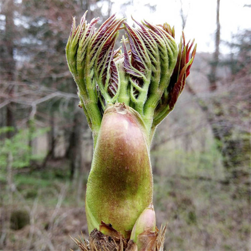 长白山野菜新鲜刺老芽刺龙芽现摘500克满2份包邮炒鸡蛋蘸酱菜无水