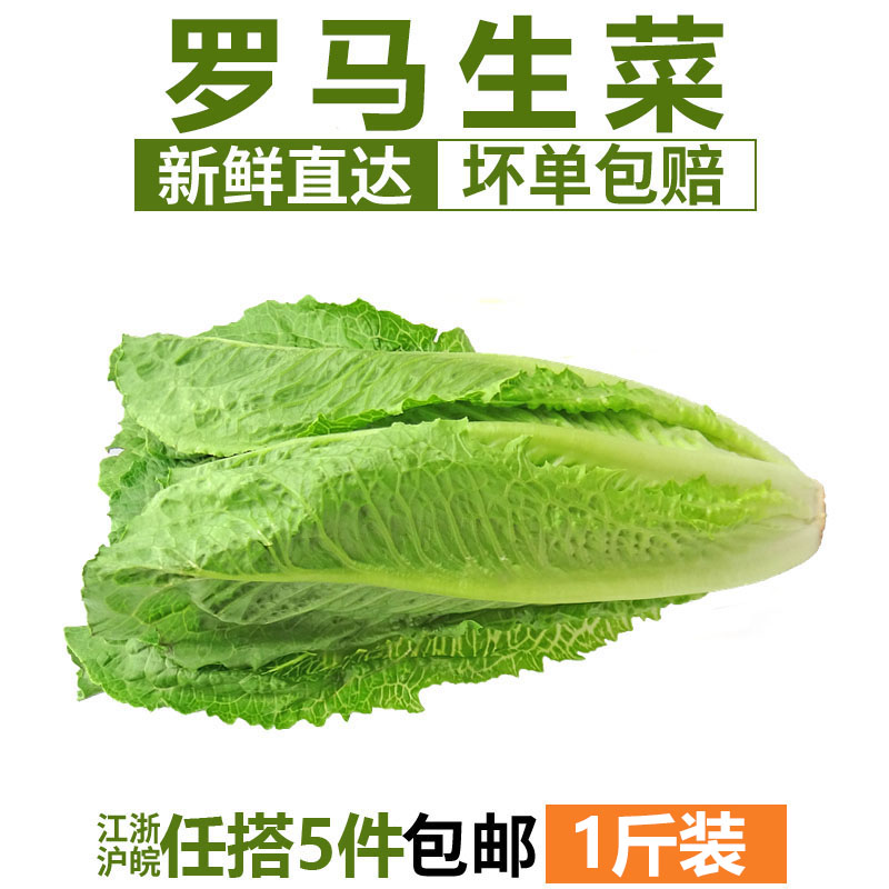 Rome Lettuce 500g Fresh Green Western Vegetable Salad Ingredients Jiang, Zhejiang and Shanghai 5in the Aquatic meat/Fresh fruits and vegetables/Cooked , Fresh vegetables/Vegetable products , Fresh vegetables , Other category - from Buy2taobao.com to provide professional Taobao agent buy service