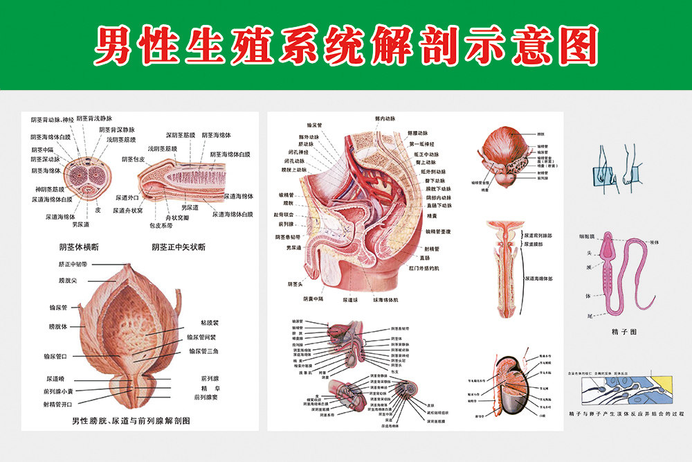 m768男性生殖系统解剖示意图男科挂图写真展板写真