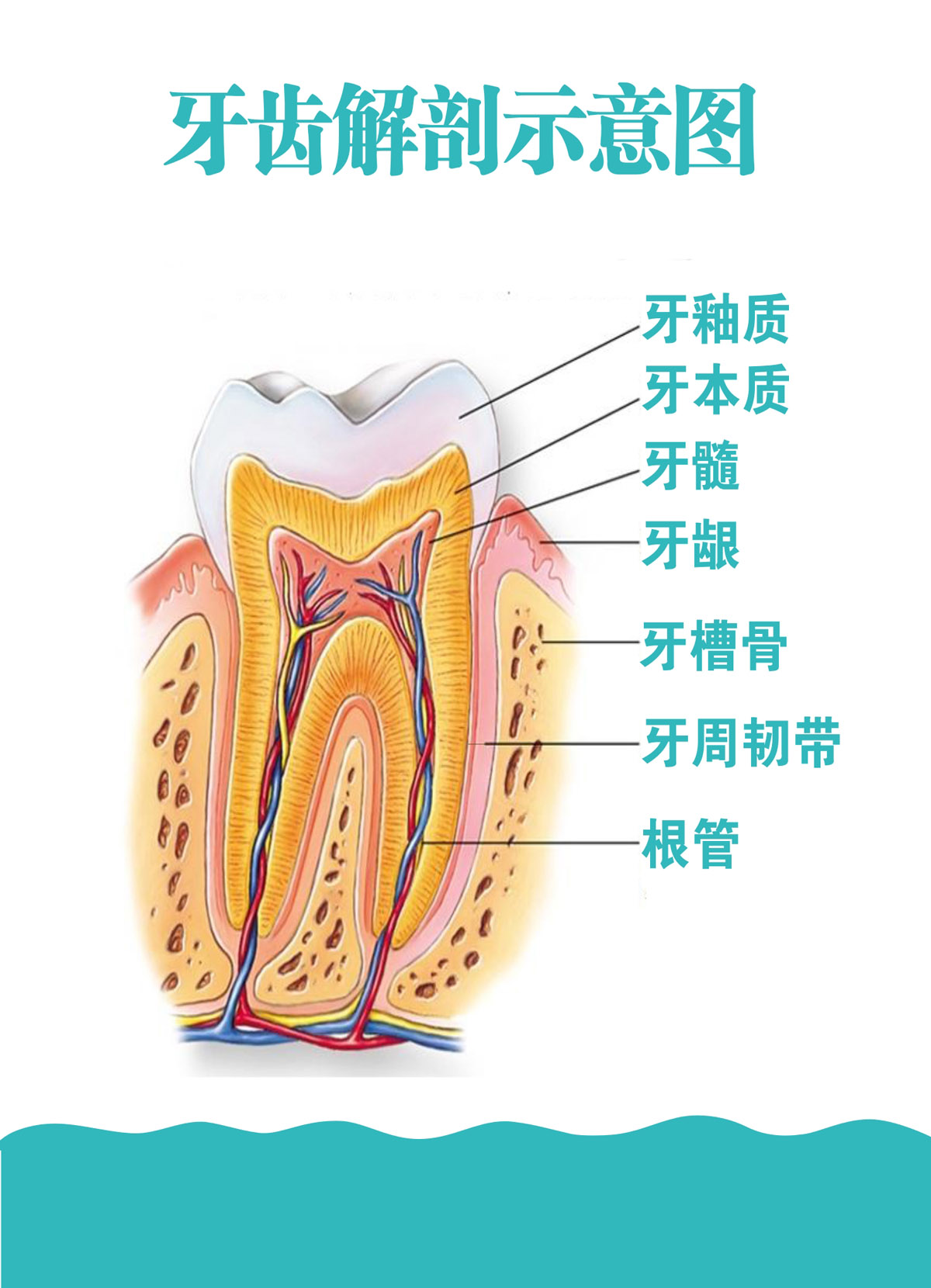 口腔牙龈结构图解剖图图片