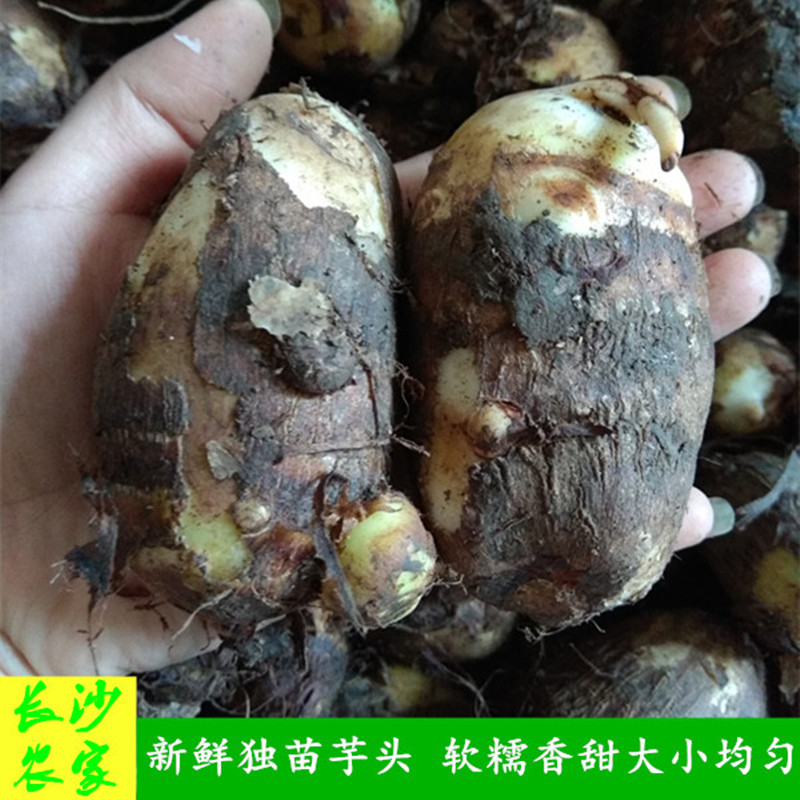 长沙农家【5斤装】湖南新鲜蔬菜农家种植毛芋头独苗芋头香滑软糯