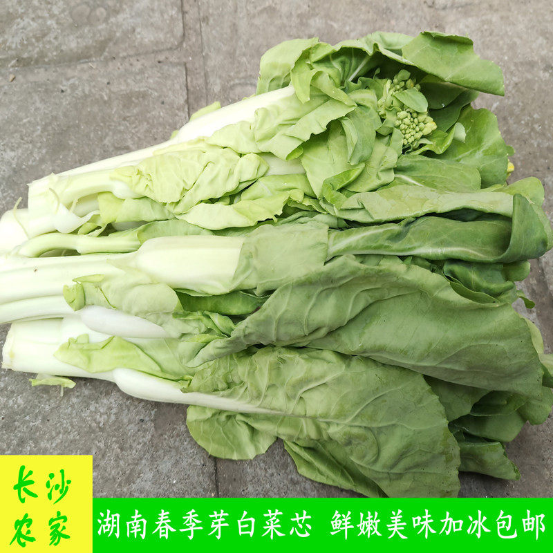青菜蔬菜新鲜农家绿色包邮