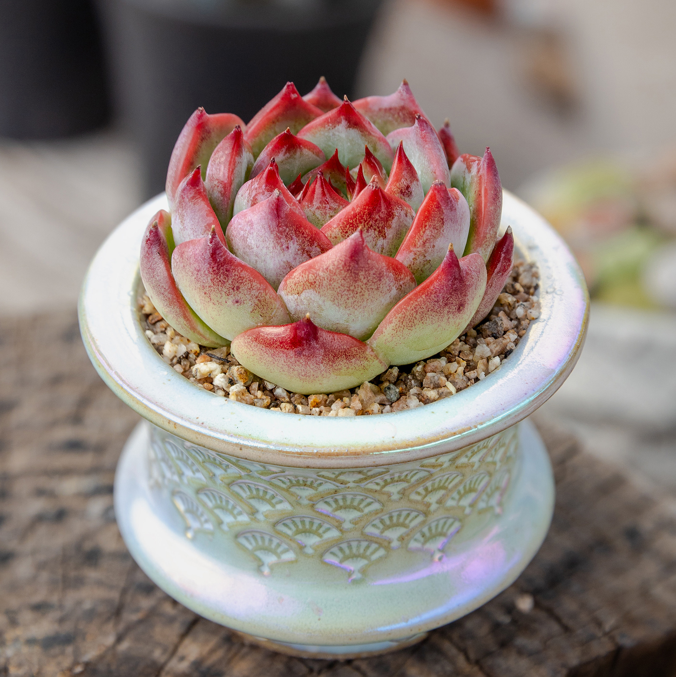 景天最新优惠券