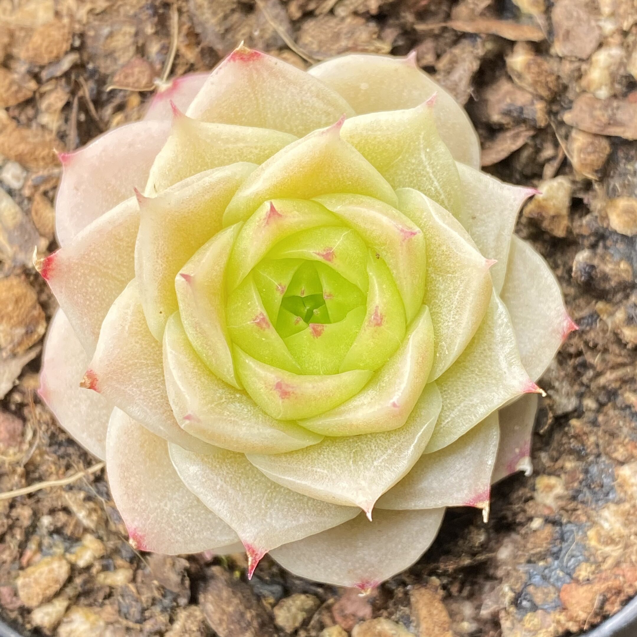 (可捡漏)慢悠花房精品多肉专0420麦秆女王玫瑰新品杂交专场9号