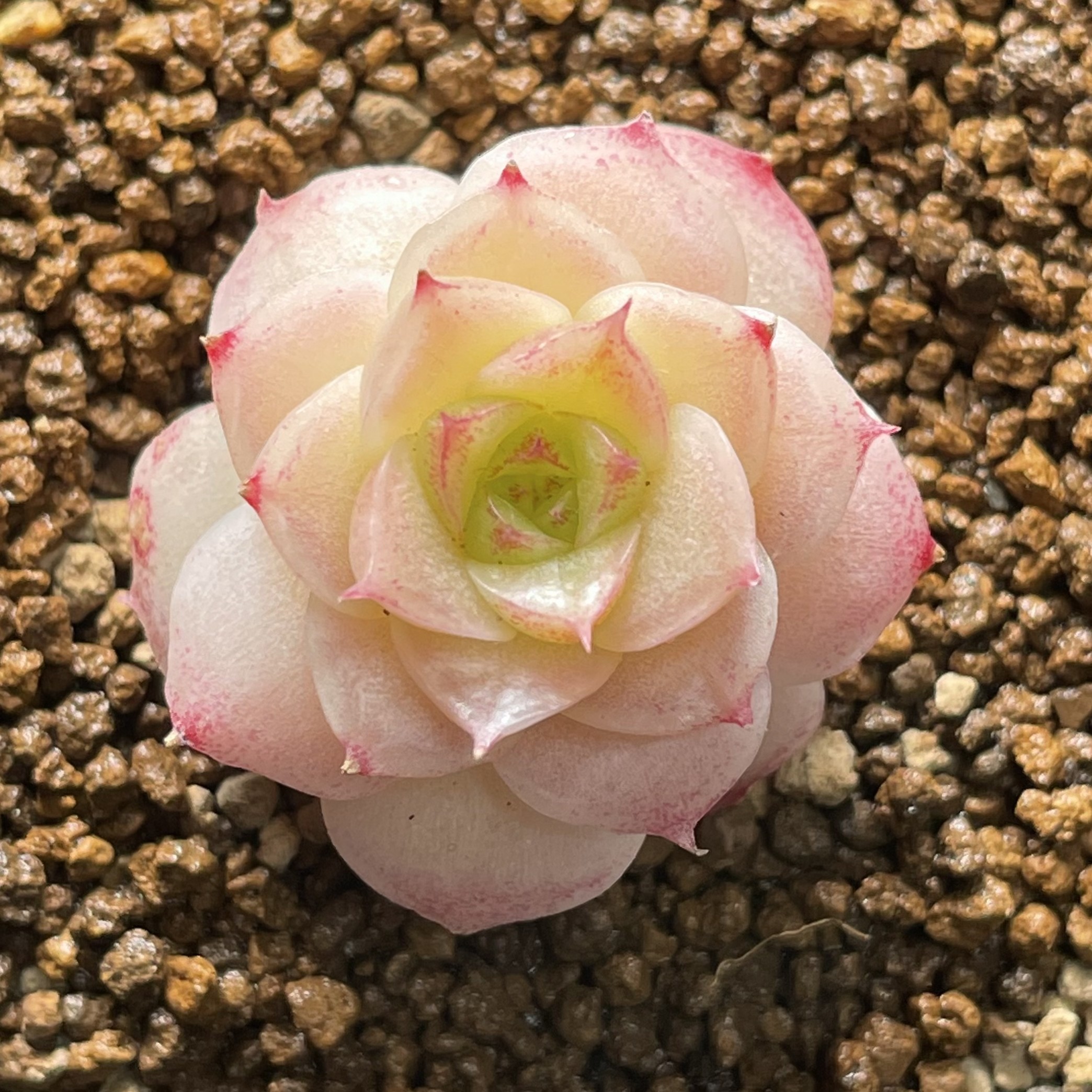 可捡漏慢悠花房精品多肉专0214麦秆女王玫瑰新品杂交专场26号