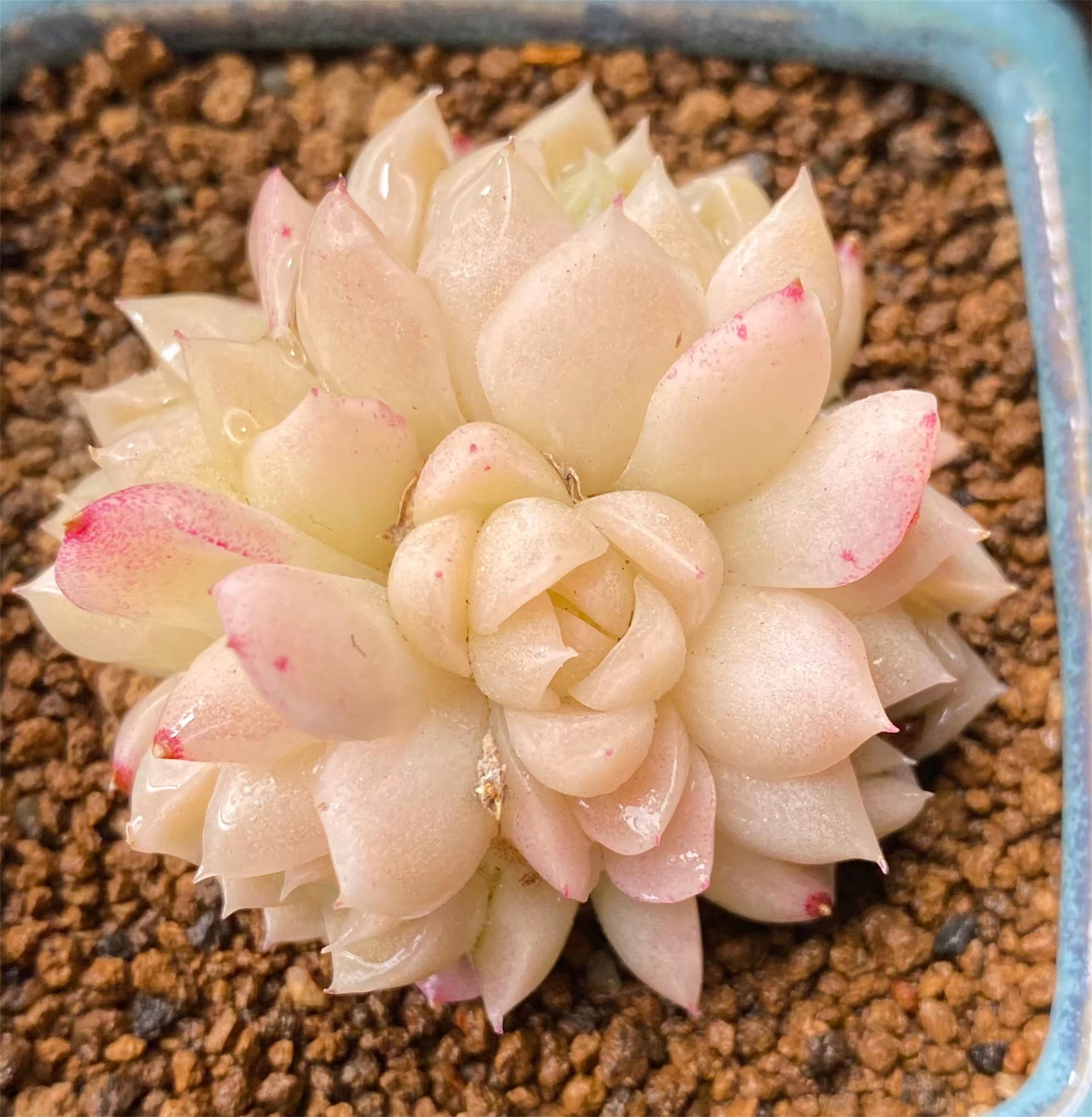 可捡慢悠花房精品多肉1014麦秆女王玫瑰新品多肉植物