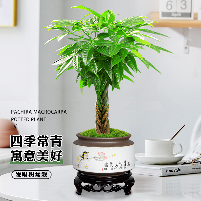 发财树盆栽植物室内花卉绿植办公好养客厅四季常青招财树辫子盆景