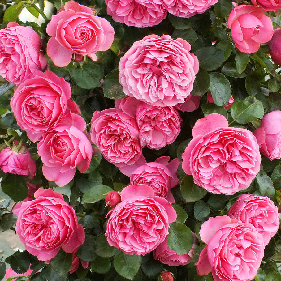 粉色达芬奇月季勤花吗_粉色月季诗句_粉色月季花的品种