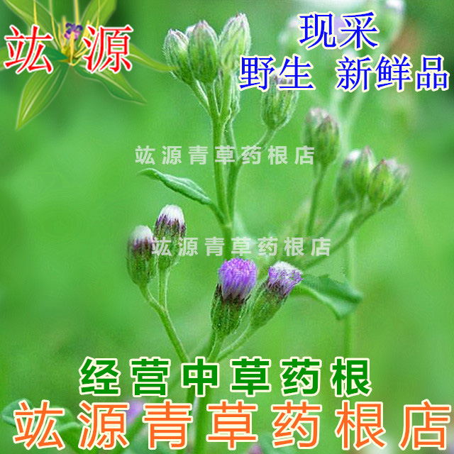 消山虎草药功效与作用图片