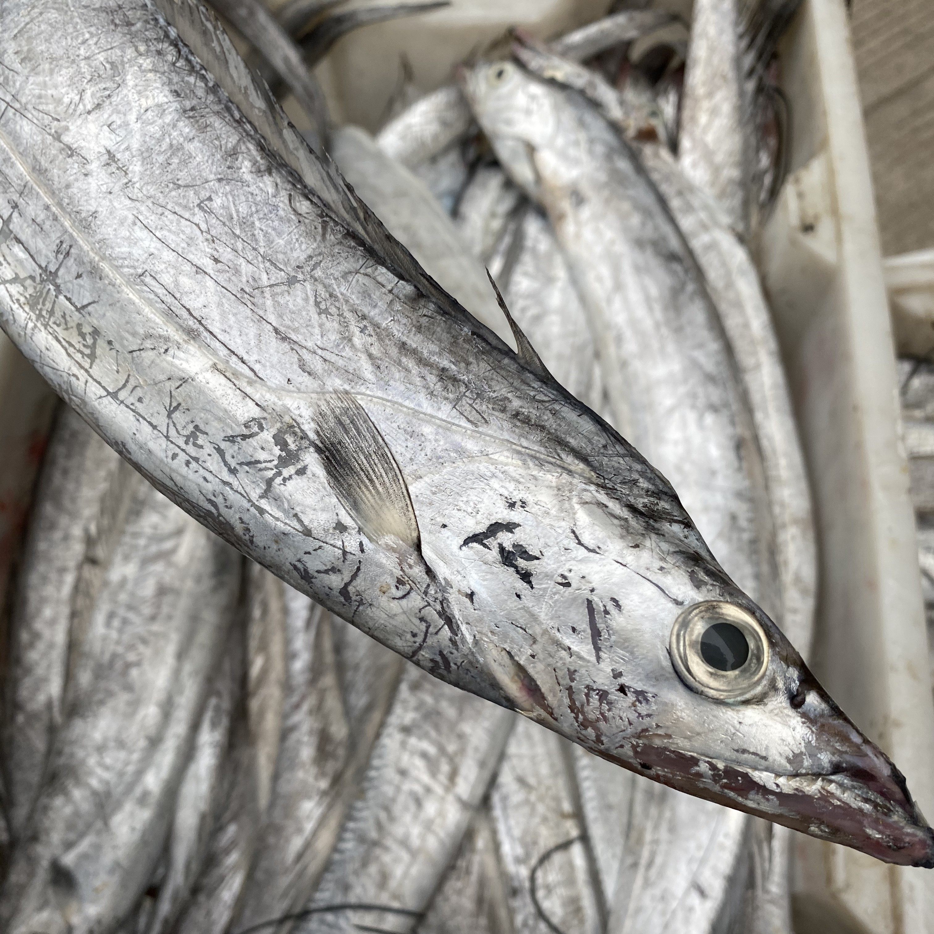 带鱼土豪新鲜急冻舟山雷达网带小眼睛1.4-1.5斤一条带鱼