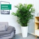 夏威夷竹子盆栽绿植客厅室内大型夏威夷椰子吸甲醛植物盆栽