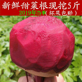 现挖5斤益顺康新鲜甜菜根紫菜头红甜菜红菜头甜菜头蔬菜农产品