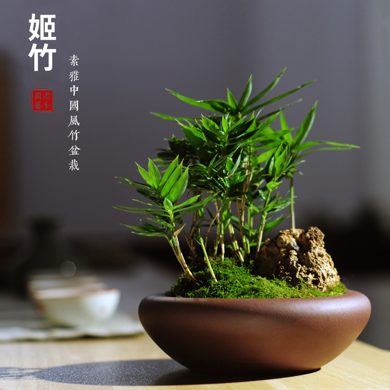 竹子盆栽姬竹假山造景盆景迷你观叶微型小绿植桌面室内办公桌趣味