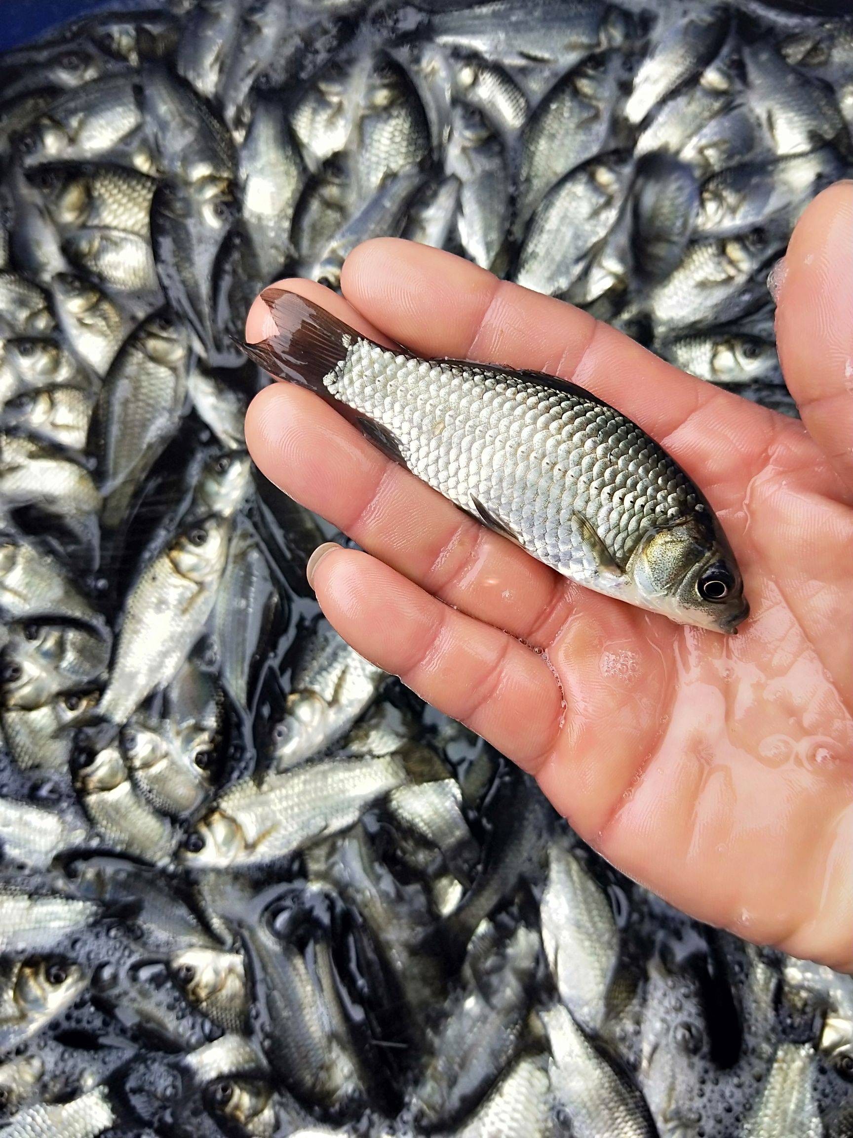 鲫鱼苗中科三号土银鲫食蚊鱼白鲫小宠物活体冷淡水好养殖食用包邮
