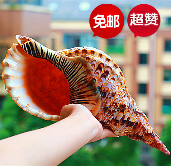 natural Super large shell Conch Triton Pteris Lo Horn Artifact Daimyo Collection fish tankin the Home accessories , Creative Jewelry , Conch/Shell/Coral category - from Buy2taobao.com to provide professional Taobao agent buy service