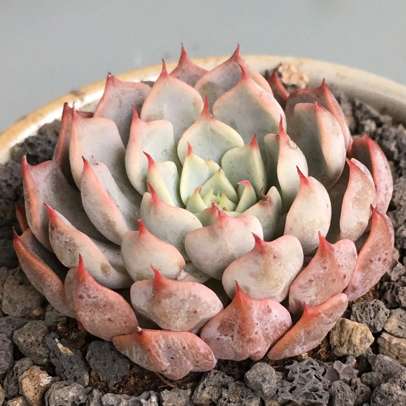 多肉植物粉爪稀有新款货老桩办公办公室室内阳台多肉植物