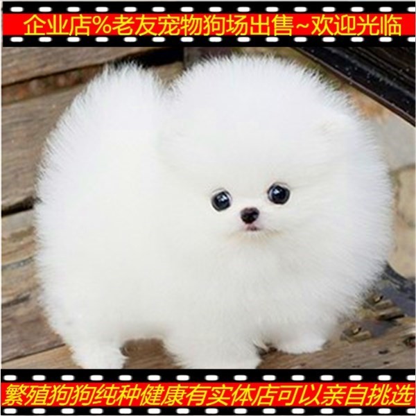 博美幼犬活体纯种宠物狗狗活幼体小型茶杯犬小狗动物活的真狗衣服|ruв категории животное/Животное питание и принадлежностей, зайцеобразные и принадлежностей, кролик - от Buy2taobao.com для оказания профессиональной услуги покупки агента Taobao