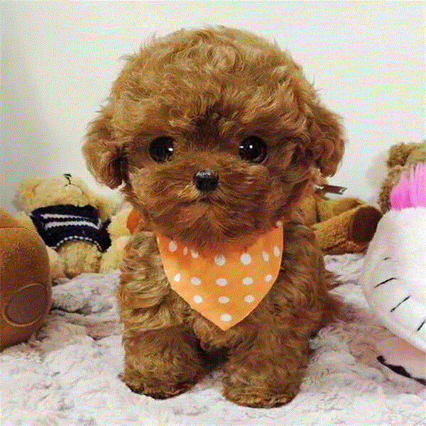 泰迪狗纯种幼犬活体长不大小型袖珍茶杯犬玩具泰迪
