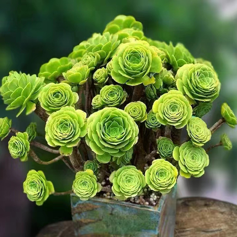 绿羊绒法师多肉植物手捧花多肉基地直发多头老桩室内阳台绿植大颗