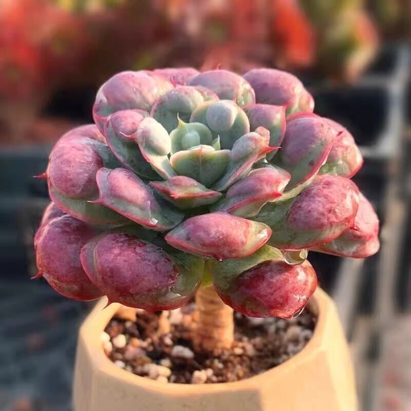 宝塔雨滴多肉老桩进口单头老庄贵货阳台办公室萌肉盆栽好活易养