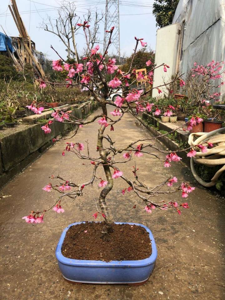 红富士樱日本樱花盆景素材红富士樱花树苗豆樱盆栽庭院阳台原生