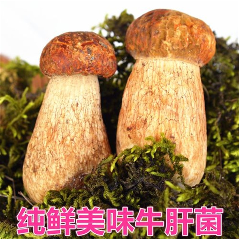 东北特产美味白牛肝菌纯野生蘑菇干货散装包邮大粗胖腿蘑大脚菇