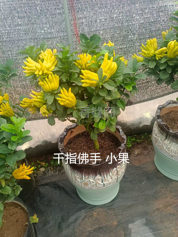 室内外盆栽红花小果佛手 大果佛手 千指佛手 客厅观赏 2年树苗