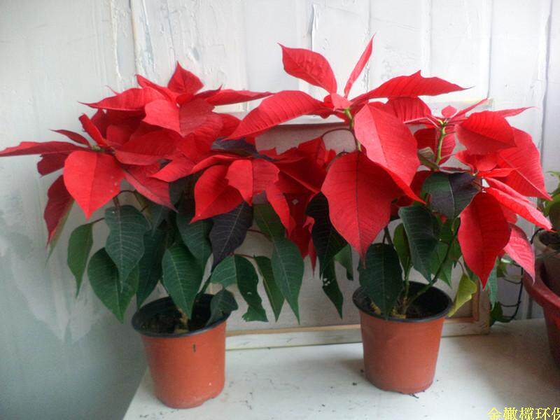 一品红花怎么养家庭养法(一品红花好养吗?大约花期能活多久)