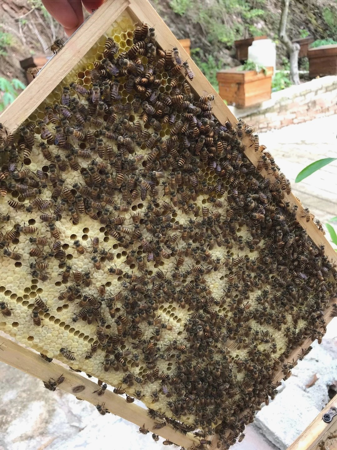 中蜂中优质王养蜂养殖王蜂新产蜂王-26店铺名:聚美