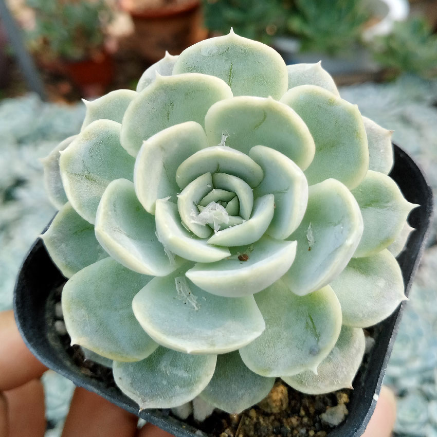 多肉植物 雪球 多肉 墨西哥雪球 新手 趣味 庭院 办公桌 肉沫园艺